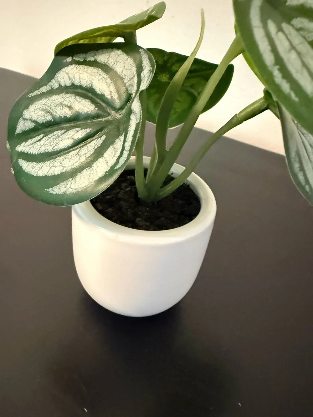 Mini Watermelon Peperomia in Green and Cream - Decorative Home Accent Plant
